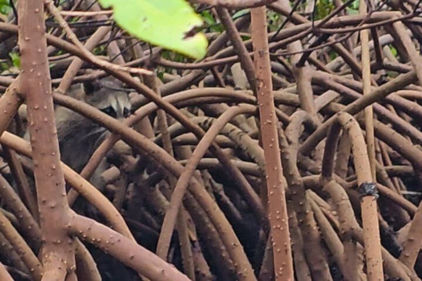 2-Hour Clear Kayak Mangrove Eco Tours, St Pete 2