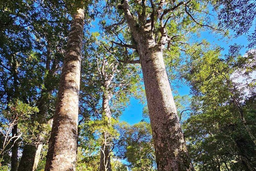 Private Tours in Bay of Islands 2