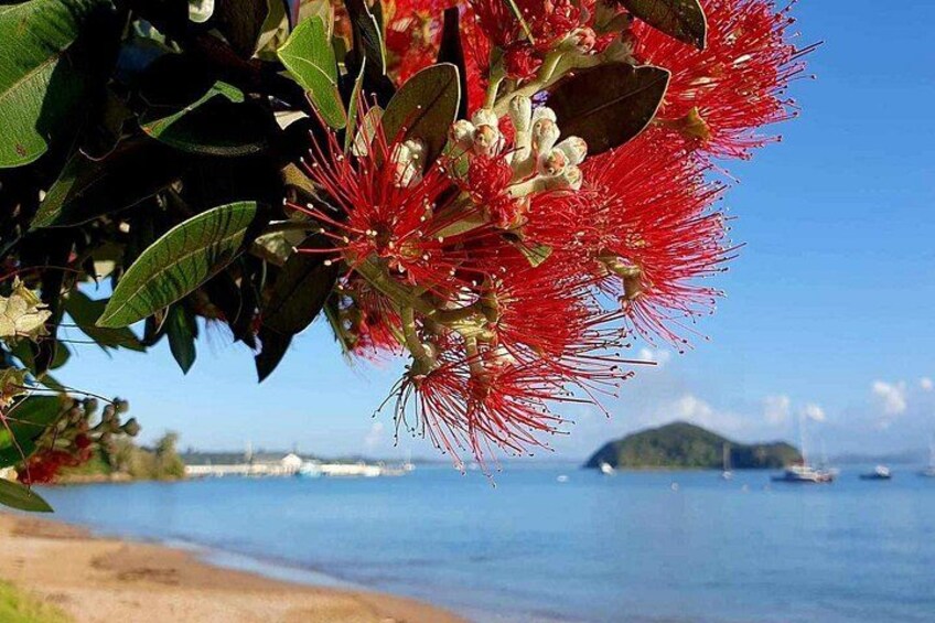 Private Tours in Bay of Islands 1