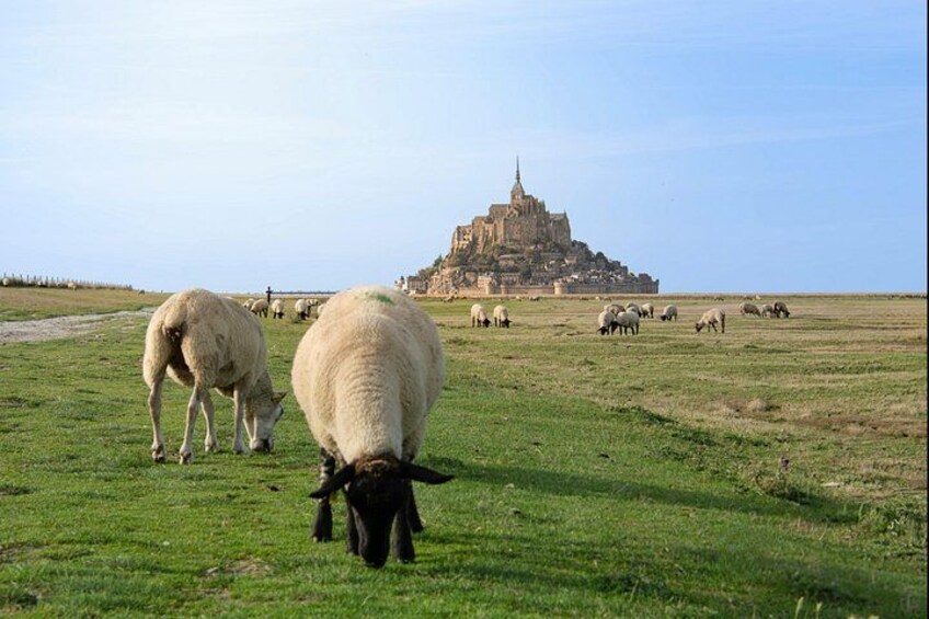 A grassy field with sheep grazing and a historic castle in the background. 4