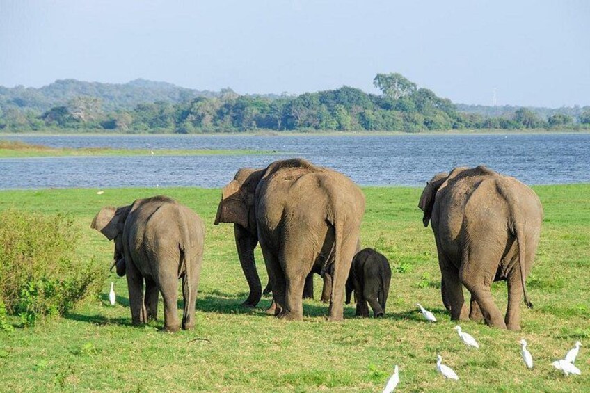 8 Days Private Tour of Sri Lanka from Colombo 3