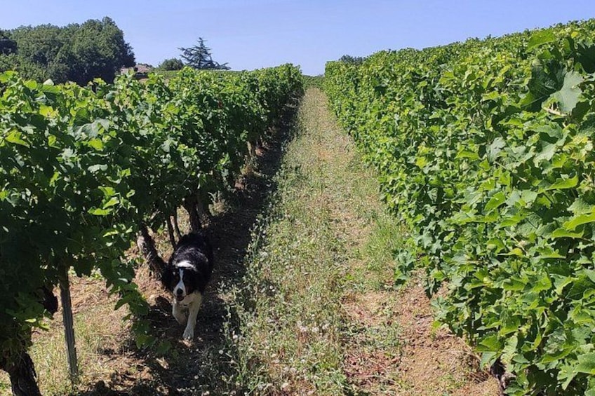 Ein Weinberg mit Rebenreihen und einem Hund, der dazwischen läuft. 5