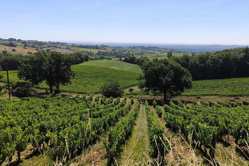 Ein Weinberg mit Reihen von Weinreben, Bäumen und sanften Hügeln im Hintergrund. 1