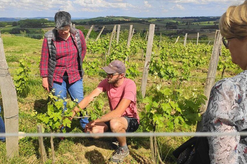 The winemaker answers all your questions and curiosities, sharing his knowledge with passion. A great opportunity to learn and discover the secrets of the vineyard. 3