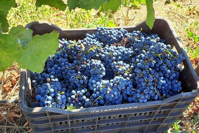 Een mand vol blauwe druiven onder een wijnrank. 5
