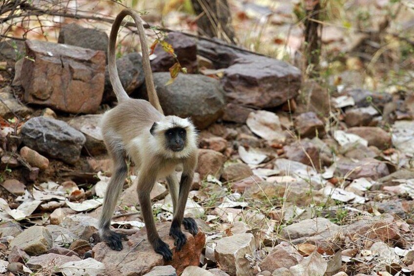 From Delhi 5 Days Private Golden Triangle Tour With Ranthambore 4