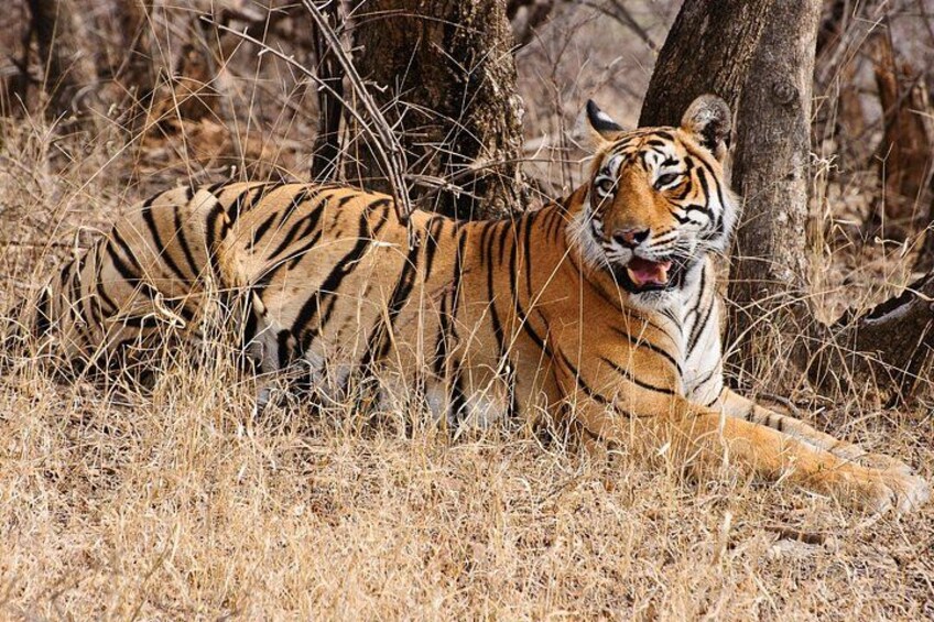 From Delhi 5 Days Private Golden Triangle Tour With Ranthambore 1