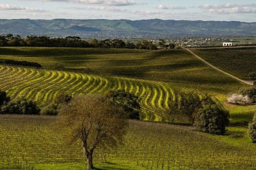 A vineyard with rows of grapevines, a lone tree, and distant hills. 3