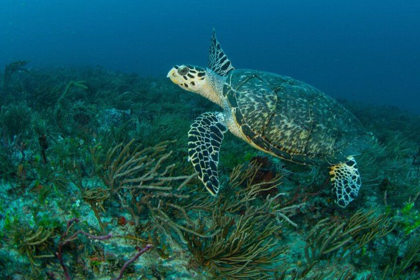 Scuba Diving Charters in Jupiter Florida 4