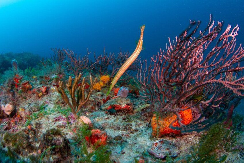 Scuba Diving Charters in Jupiter Florida 2