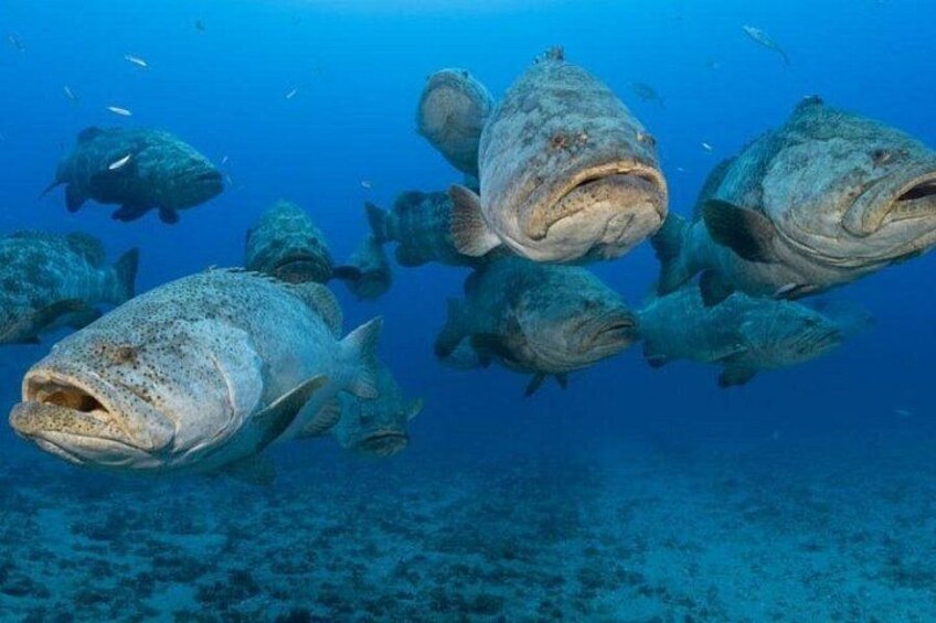 Scuba Diving Charters in Jupiter Florida 1