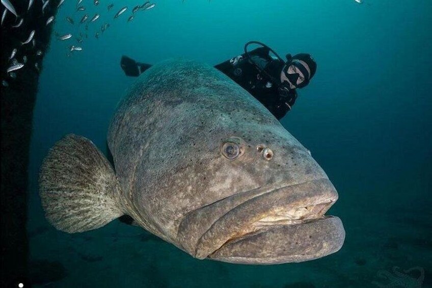 Scuba Diving Charters in Jupiter Florida 3