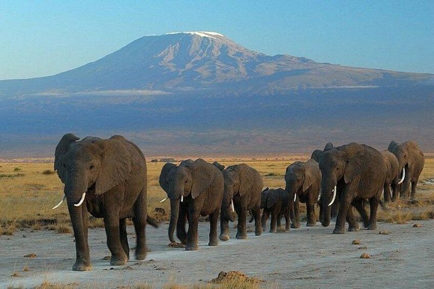 A herd of elephants walking across a flat landscape with a mountain in the background. 4