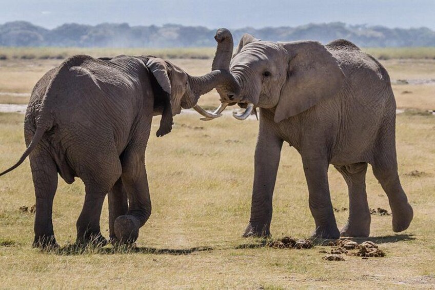 Two elephants in a grassy field with a clear sky. 3