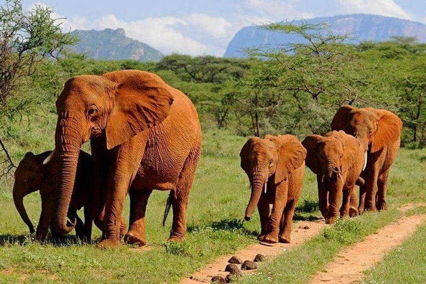 A group of elephants walking on a dirt path in a grassy savannah with trees and mountains in the background. 2