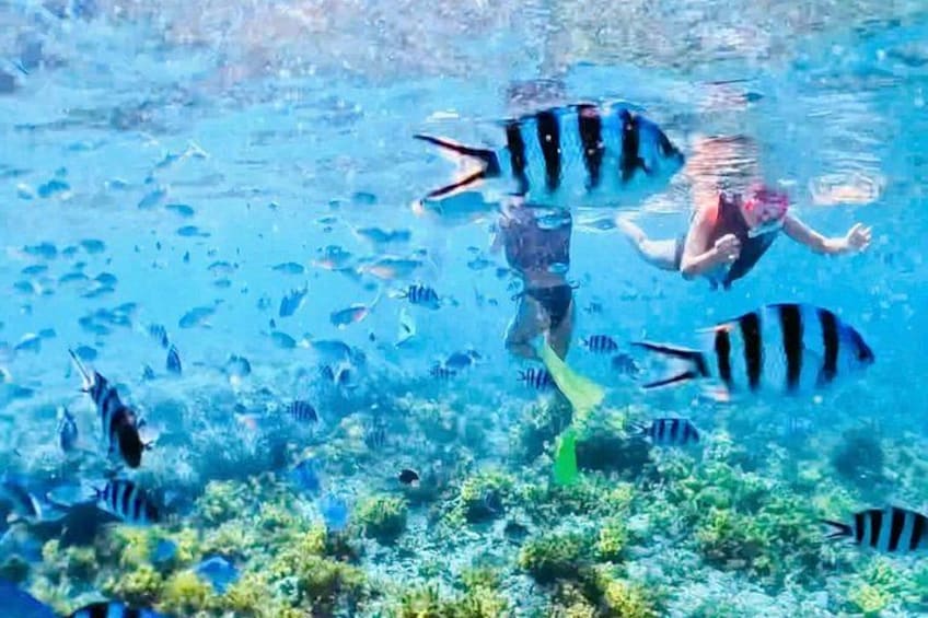 A person swimming with striped fish in clear blue water. 2