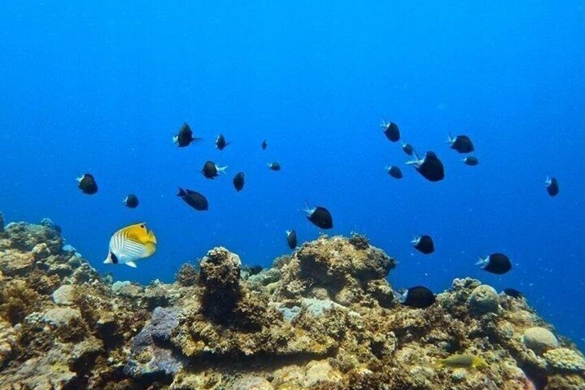 Private Snorkeling Tour in Okinawa 2
