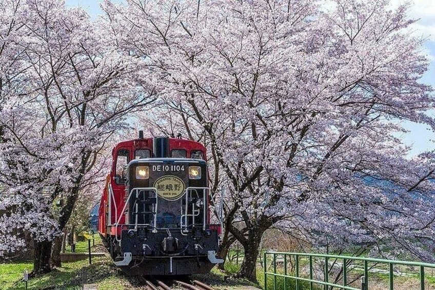 A train with the number DE 1104 moving through cherry blossom trees. 3