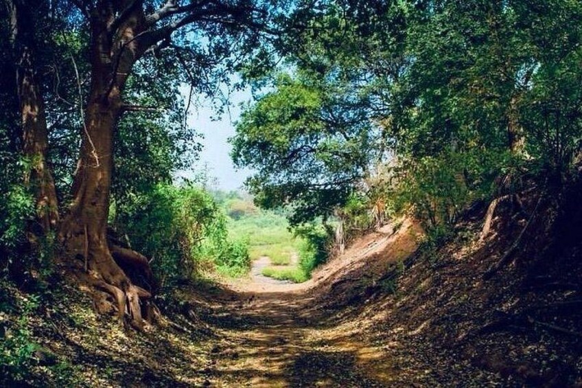 A dirt path surrounded by trees and greenery. 1