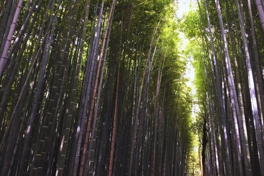 A bamboo forest with tall, slender bamboo stalks. 1