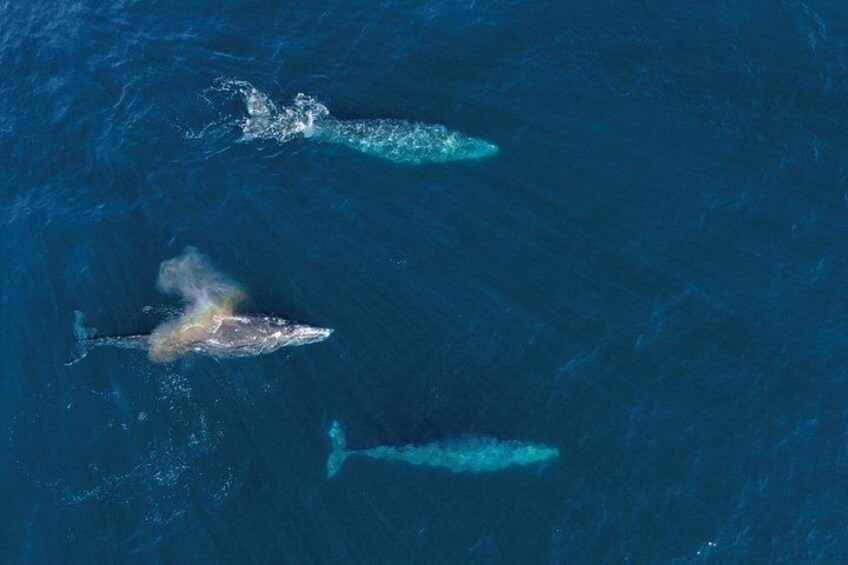 Trois baleines nagent dans l’océan. 2