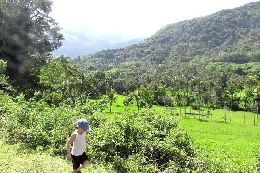 A person walking through a lush green landscape with trees and a hilly background. 3