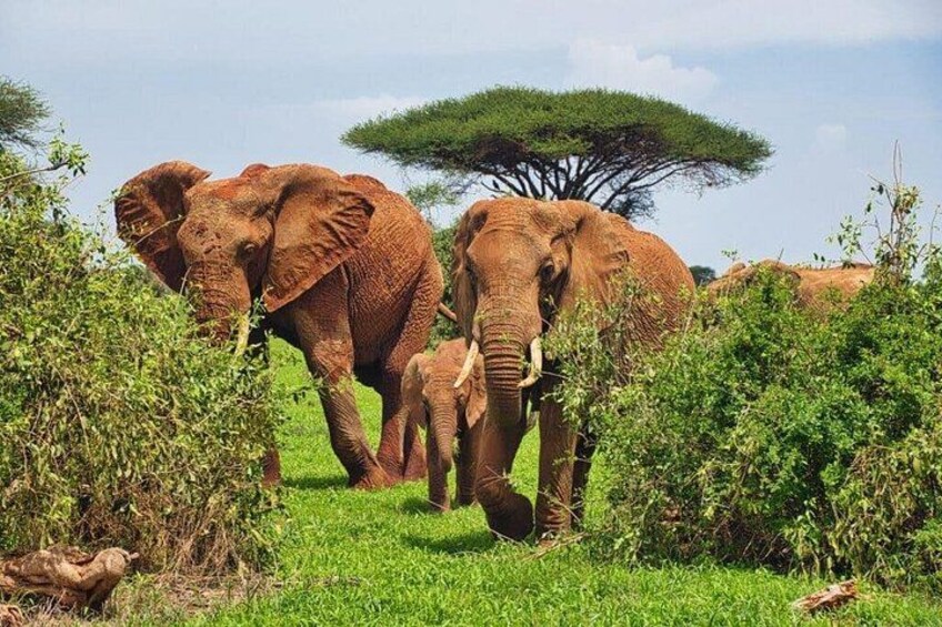 Day Tour Experience to Tsavo East National Park 4