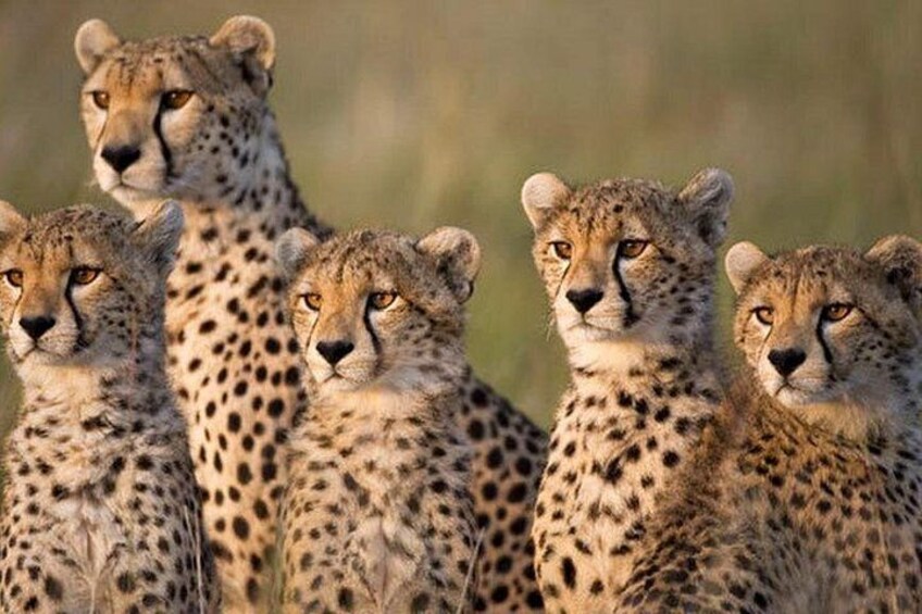 A group of cheetahs in a natural setting. 5