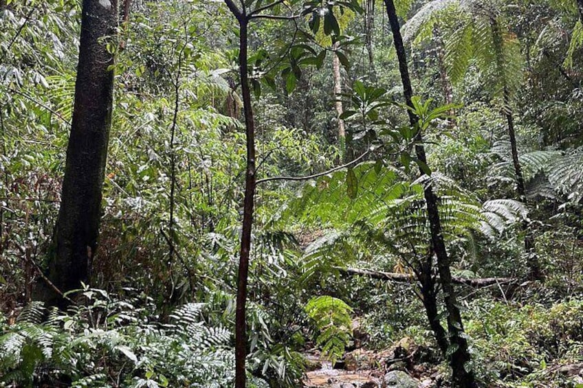 A dense forest with various trees and ferns. 5