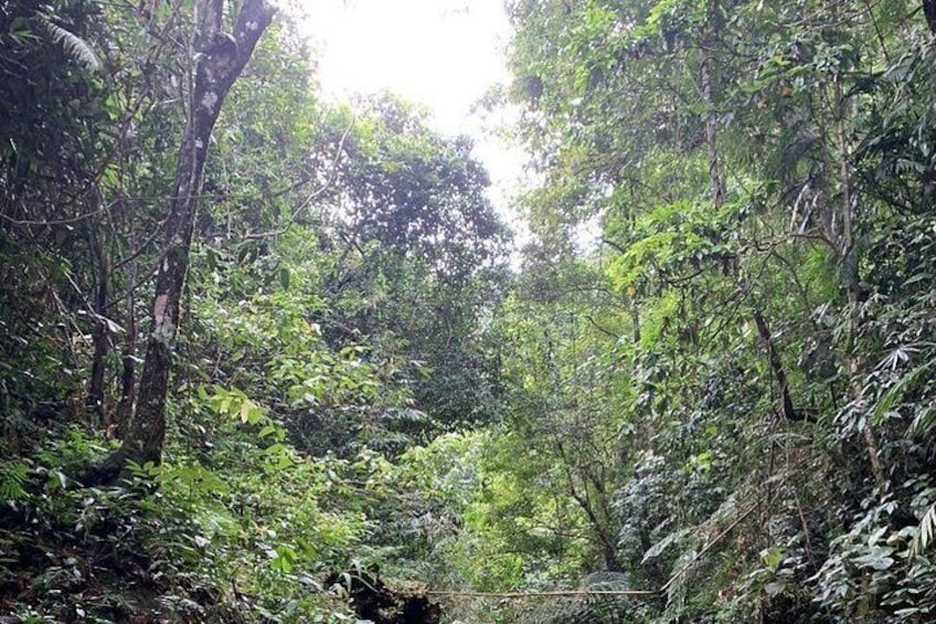 A dense forest with a variety of trees and undergrowth. 1