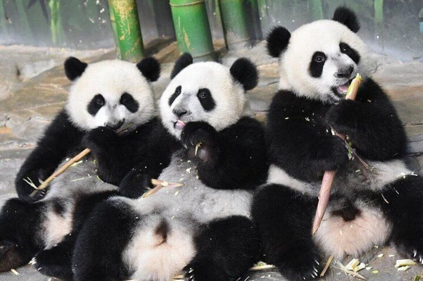 Three pandas sitting on the ground with bamboo. 1