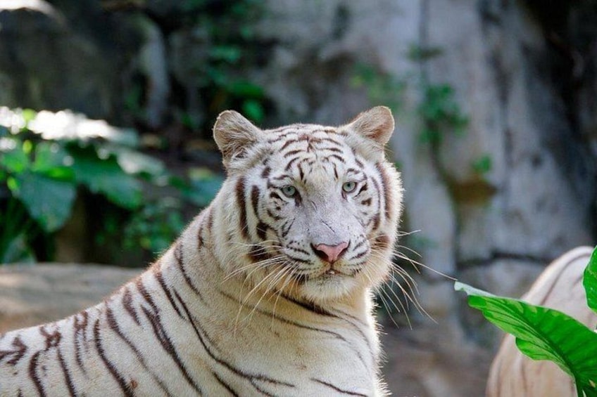 A white tiger with distinctive stripes, a rocky background, and some greenery. 2