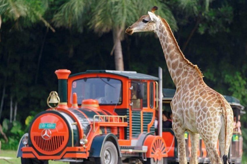 A giraffe standing next to a vintage train. 3