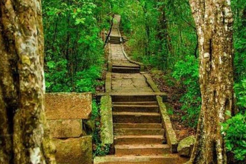A stone staircase leading through a forest. 5