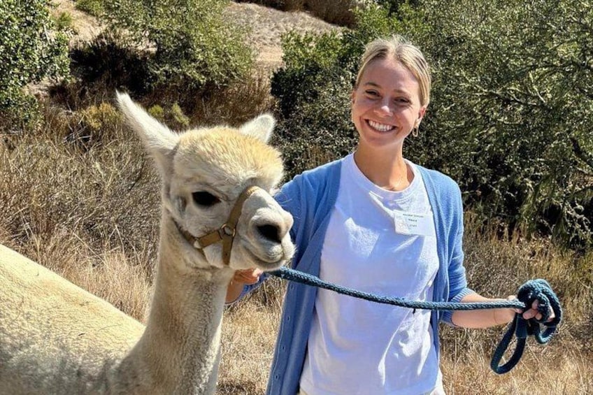 A person holding a rope with a llama in a natural setting with dry grass and shrubs. 4