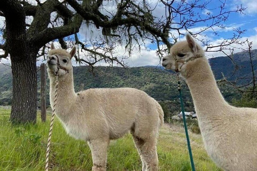 Dos alpacas en un campo cubierto de hierba, con un árbol y montañas al fondo. 2