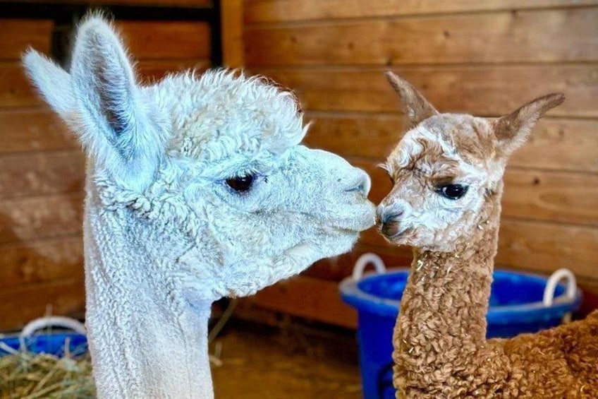 Momma and Baby 2