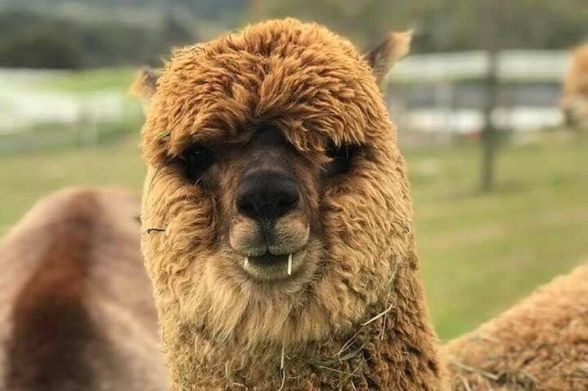 Baby alpaca 5