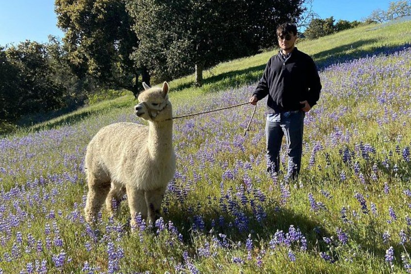 A person leading a llama in a field of purple flowers. 2