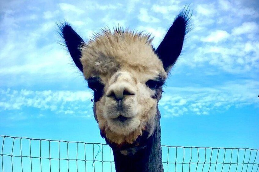 Un gros plan du visage d’un animal, avec une clôture en fil de fer en arrière-plan. 2