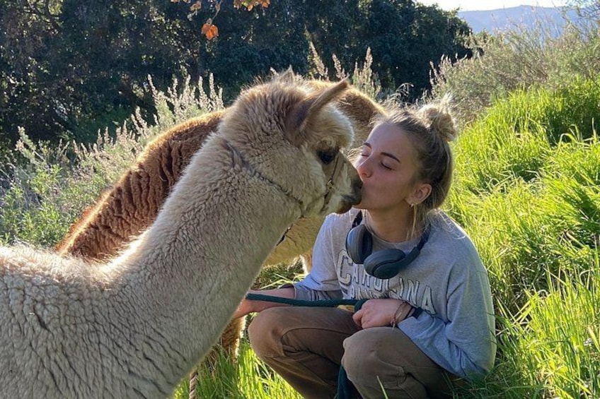 Una persona sentada sobre la hierba con una llama. 1
