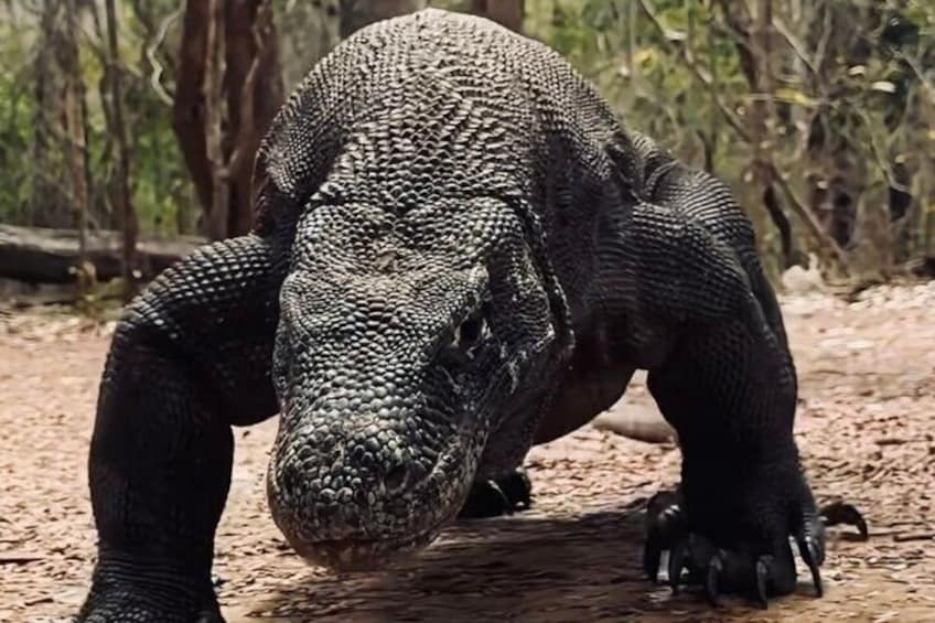 A Komodo dragon in a natural habitat with trees and dry ground. 5