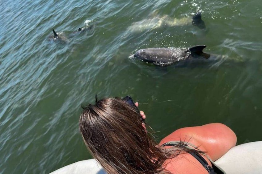 Dolphin and Manatee Boat Tour from Cocoa Beach and Port Canaveral 4