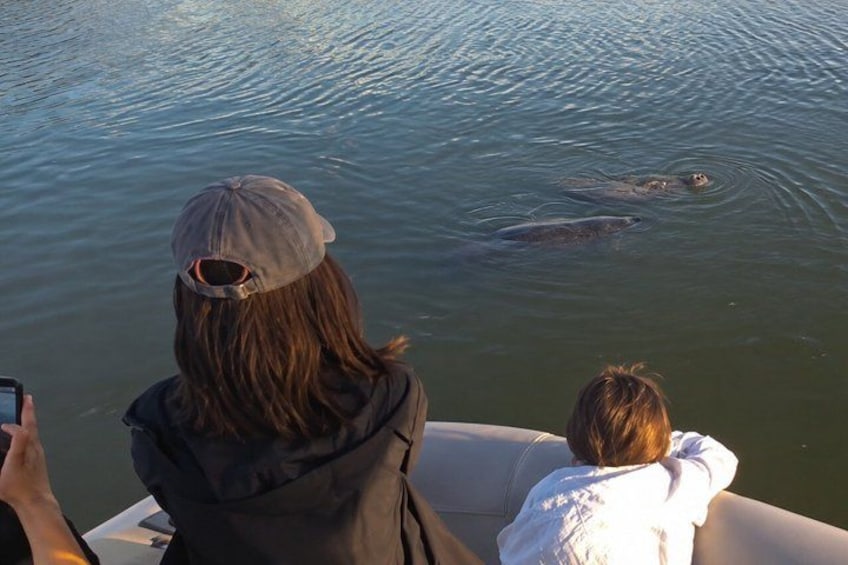 Dolphin and Manatee Boat Tour from Cocoa Beach and Port Canaveral 5