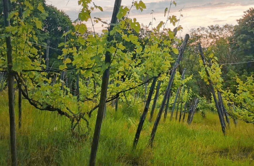 Picture 5 for Activity Castle Winery Tour & Tasting near Lake Maggiore 2