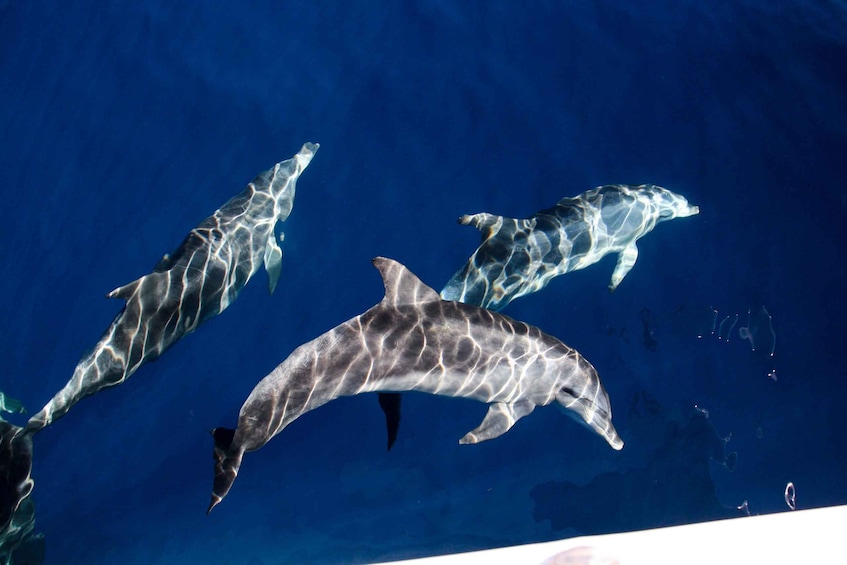 Picture 1 for Activity Gold Coast: Whale Watching Cruise & Sea World Entry 4
