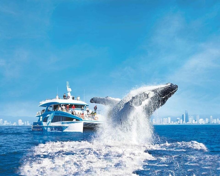 Gold Coast: Whale Watching Cruise & Sea World Entry 1