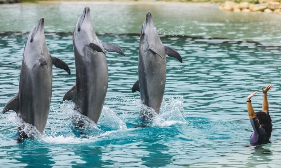 Picture 12 for Activity Gold Coast: Whale Watching Cruise & Sea World Entry 2