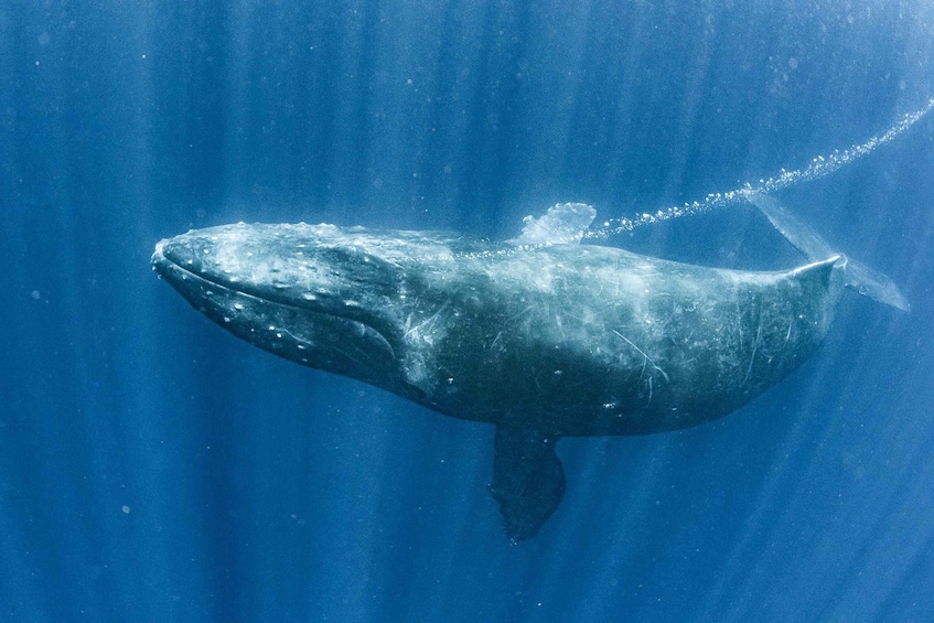 Picture 4 for Activity Gold Coast: Whale Watching Cruise & Sea World Entry 3