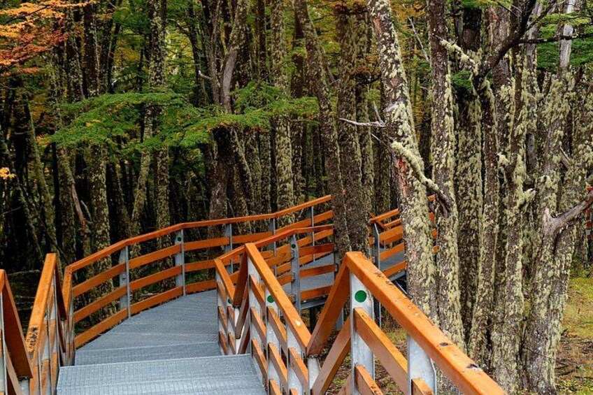A wooden bridge with railings, surrounded by trees. 5